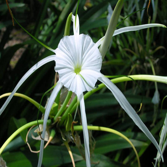 Spider Lily/Beach Spider Lily - Flowering Plants