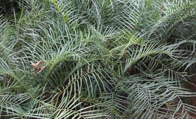 Buy Exotic and Rare Zamia Angustifolia and Zamia Cycas Plants Online