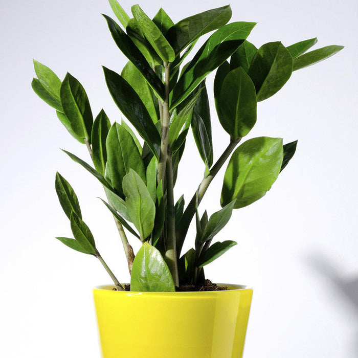 Zamioculcas zamifolia/ZZ Plant - Indoor Plants