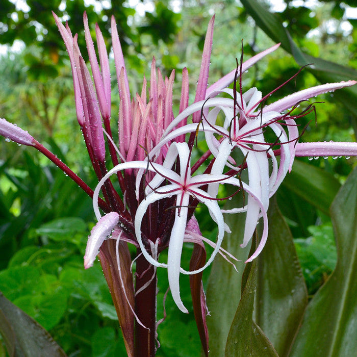 Gaint Spider Lily/Gaint Blood Lily - Flowering Shrubs