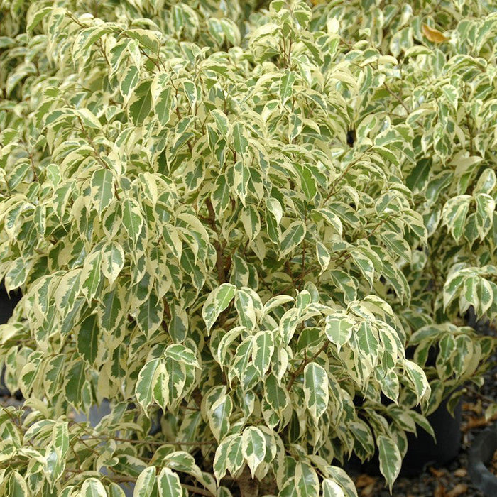 Ficus Benjamina Starlight - Indoor/Outdoor Ornamental Plants