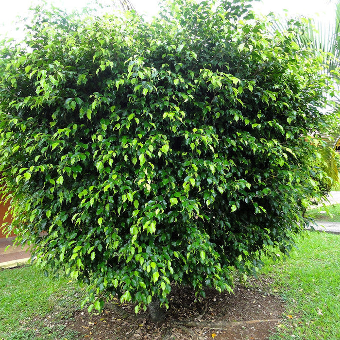Ficus Benjamina Gold - Indoor/Outdoor Ornamental Plants