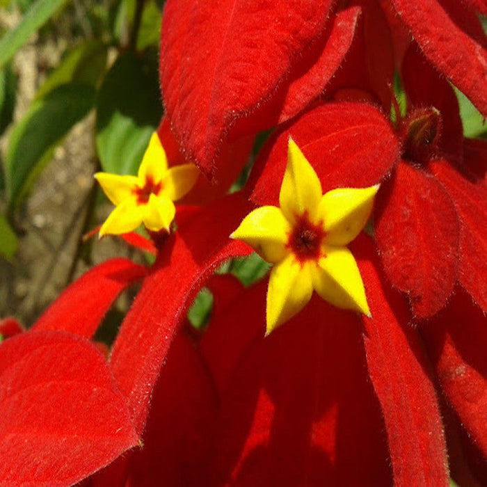 Mussaenda Red - Flowering Shrubs