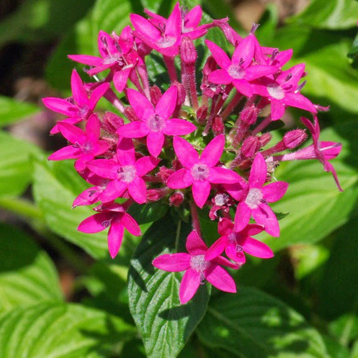 Pentas Dark Pink - Flowering Plants
