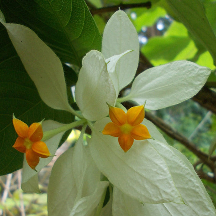 Mussaenda White - Flowering Shrubs