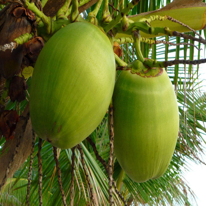 Coconut-Desi- Fruit Plants & Tree
