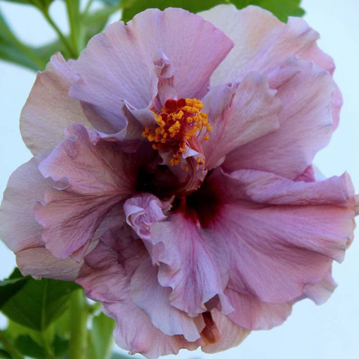 Hibiscus Purple DOUBLE - Flowering Shrubs