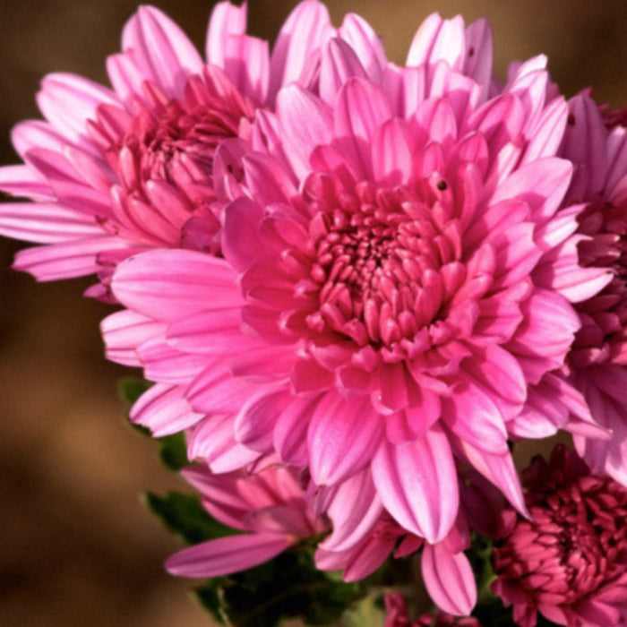 Chrysanthemum Pink - SEASONALS