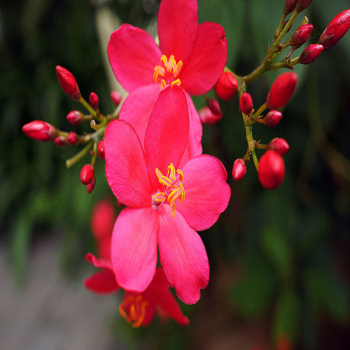 Jatropha red - Flowering Shrubs