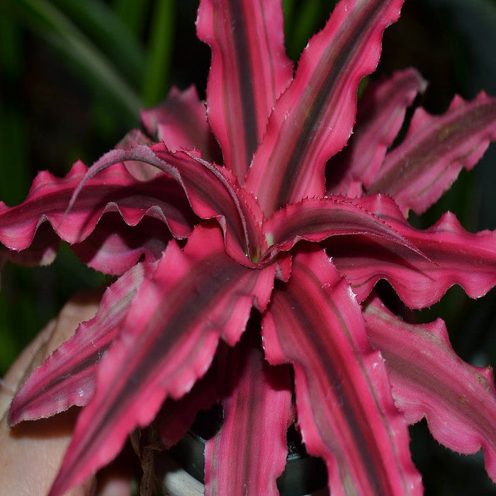 Cryptanthus Red - Indoor Plants