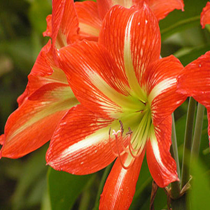 Amaryllis Lily Red - Flowering Plants