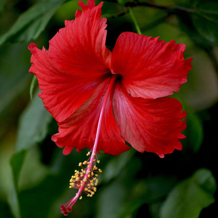 Hibiscus Red Desi - Flowering Plants