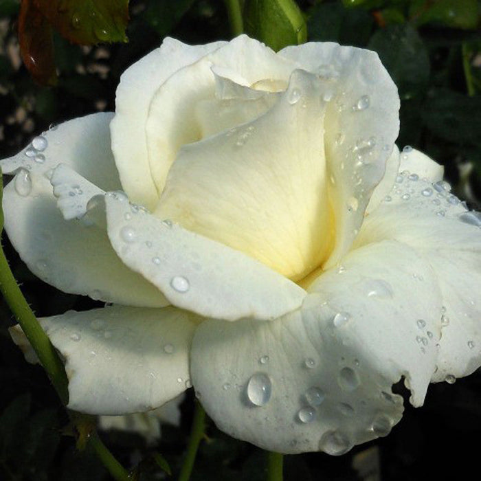 Rosa White Success - Flowering Shrubs