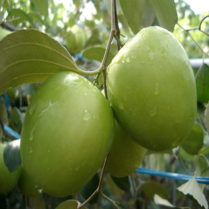 Indian Jujube Apple(Grafted) -Fruit Plants & Tree