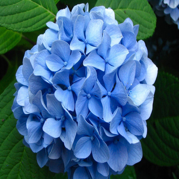 Hydrangea Marcophylla(Blue) - Flowering Shrubs
