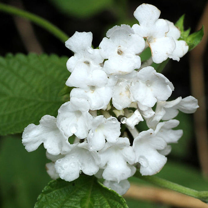 Lantana White - Flowering Shrubs