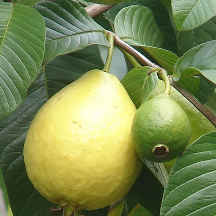 Guava Thai Red Flesh - Fruit Plants & Tree