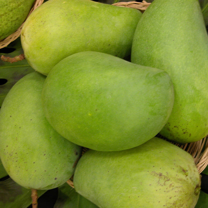 Mango Pedda Rasam(Grafted) - Fruit Plants & Tree