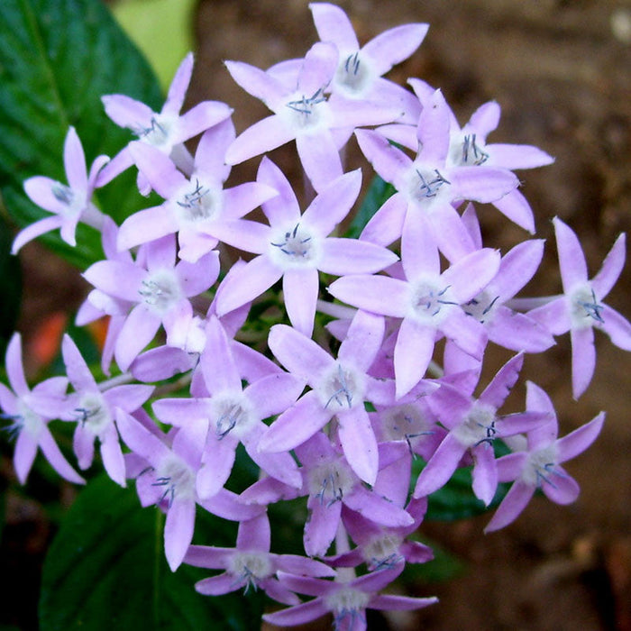 Pentas Violet - Flowering Plants