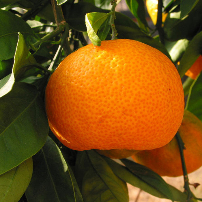 Orange-Kinnow(Grafted)- Fruit Plants & Tree