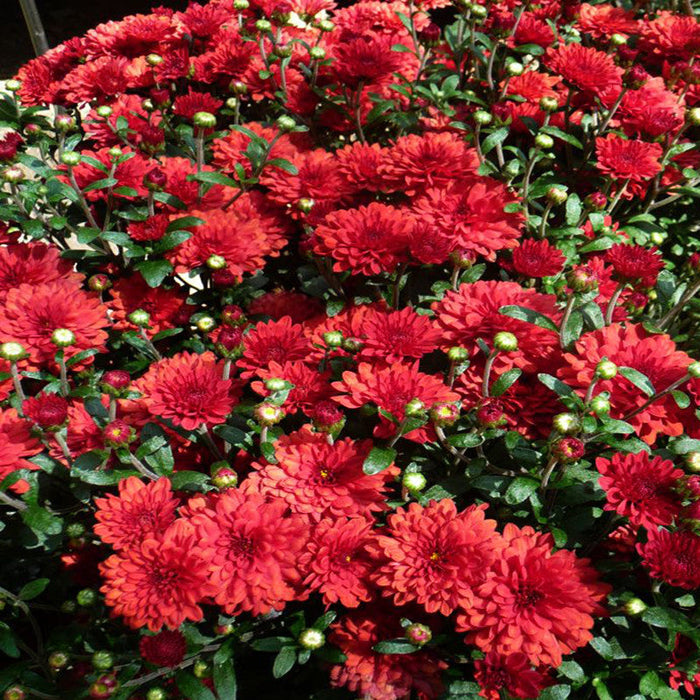 Chrysanthemum Dark Red - SEASONALS