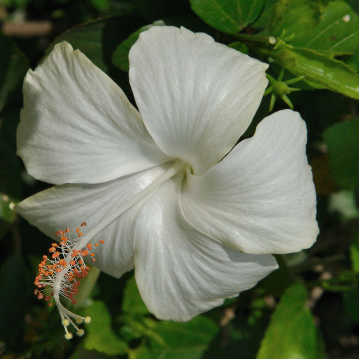 Hibiscus White Desi  - Flowering Plants