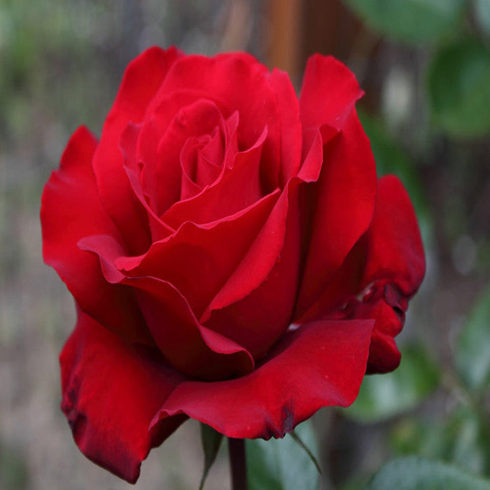 King Of Rose - Flowering Plants