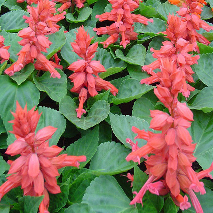 Salvia Pink - SEASONALS