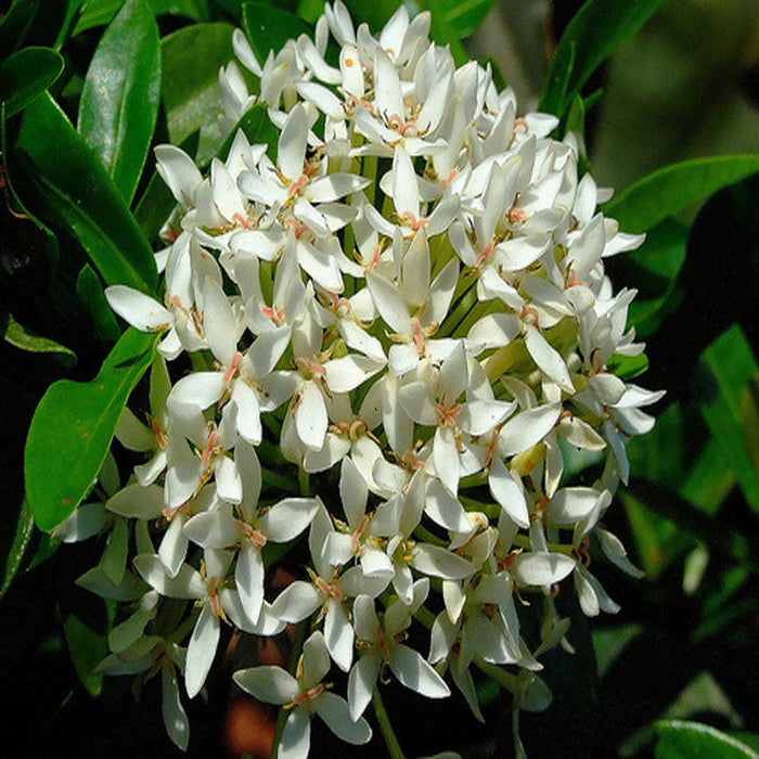 Ixora Mini Dwarf White - Flowering Shrubs