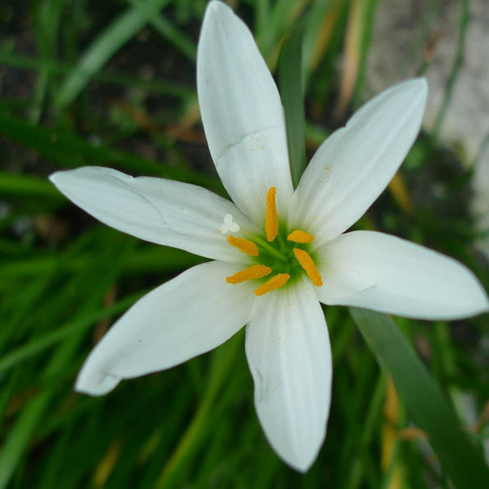 Rain lily  White - Flowering Plants