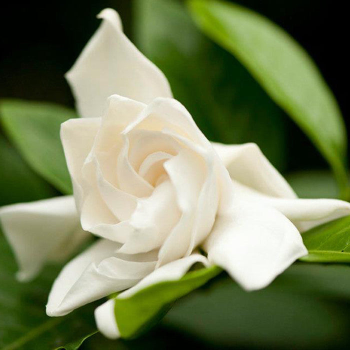 Gardenia/Jasmine Rose Regular - Top Perfuming - Fragrant Plants
