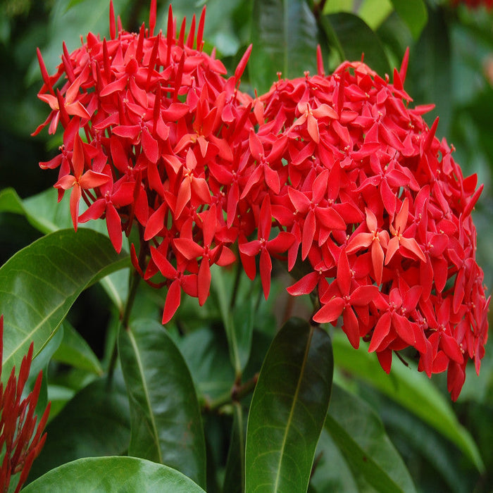 Ixora singapuri-hybrid-red - Flowering Shrubs