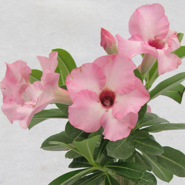 Adenium Baby Pink - Flowering Plants