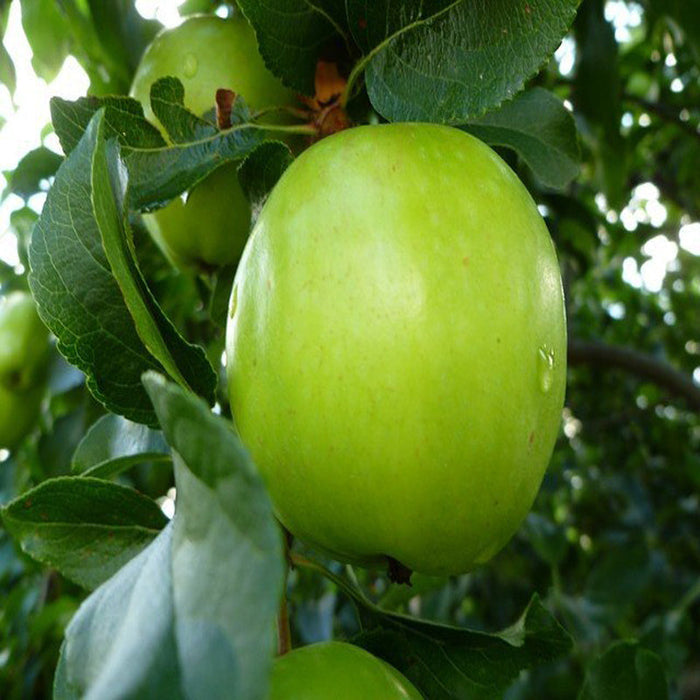 Apple Green (Grafted) - Fruit Plants & Tree