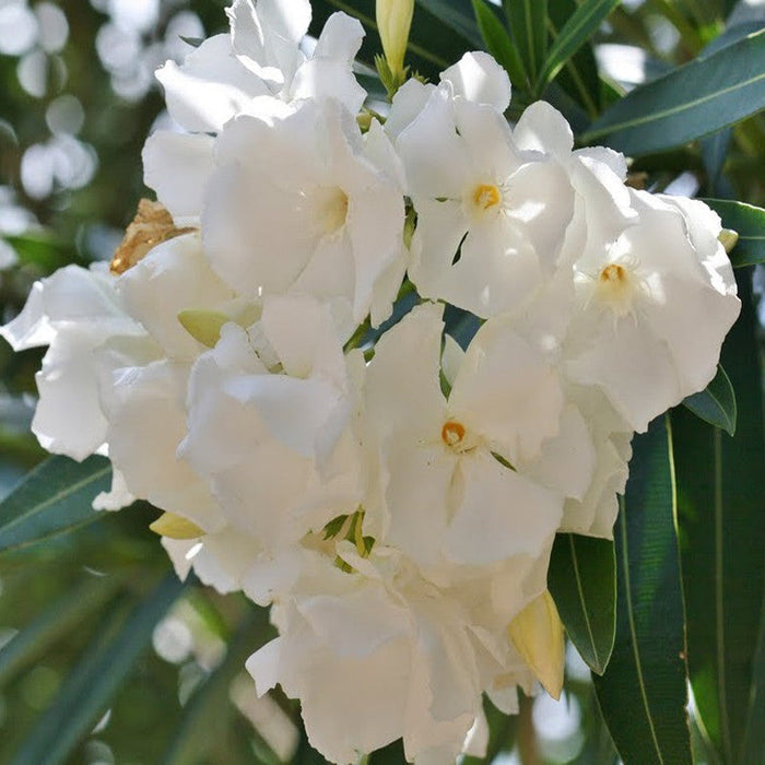 Nerium White Double - Flowering Shrubs