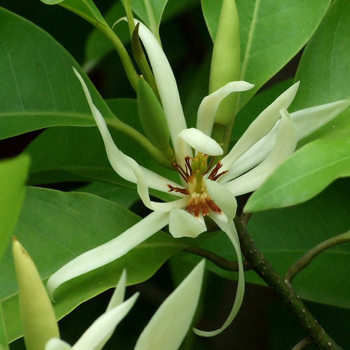 White Champaca / Magnolia alba (Grafted) - Perfuming Plants