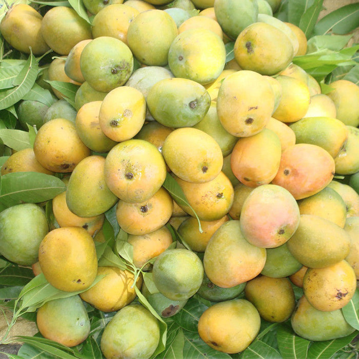 Mango Kothapalli kobbari(Grafted)- Fruit Plants & Tree