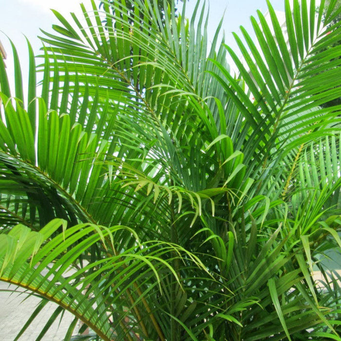 Areca Palm - Indoor/Outdoor Air-Purifying