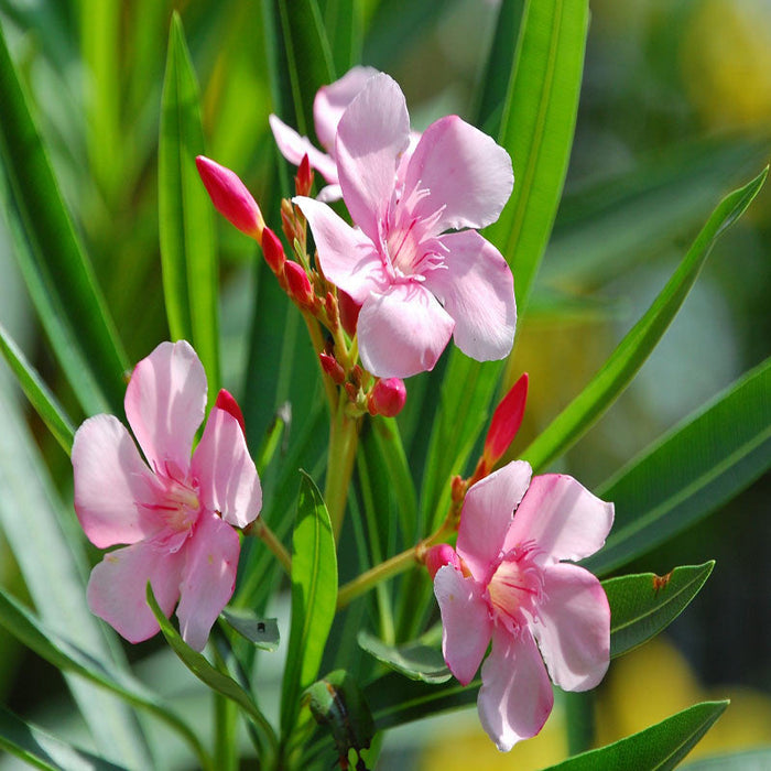 Nerium mini Pink Single - Flowering Shrubs