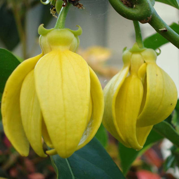 Hari Champa / Artabotrys hexapetalus - Flowering Plants