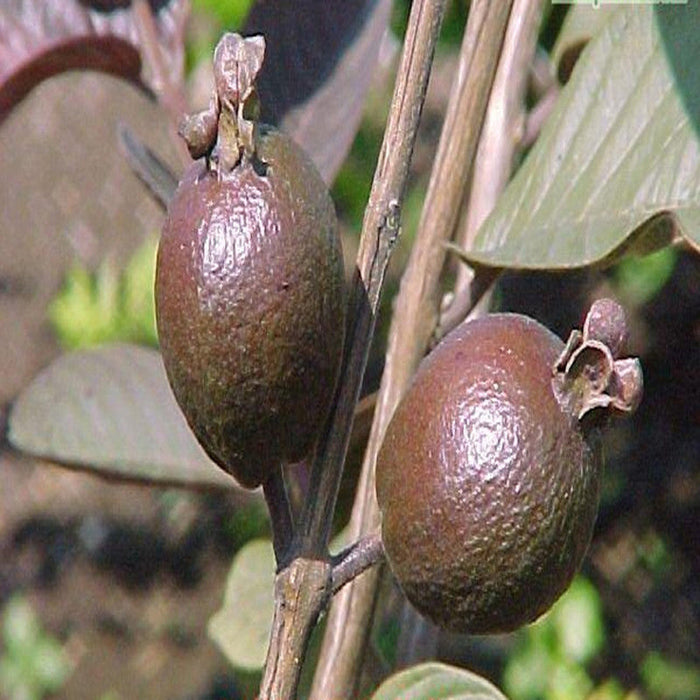 Guava Black - Fruit Plants & Tree