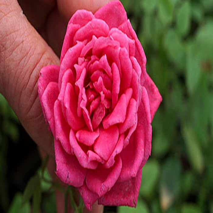Button Rose Dwarf Pink - Flowering Plants