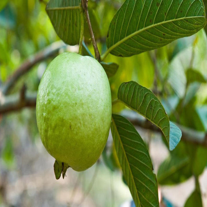 Guava Allhabad Safed - Fruit Plants & Tree