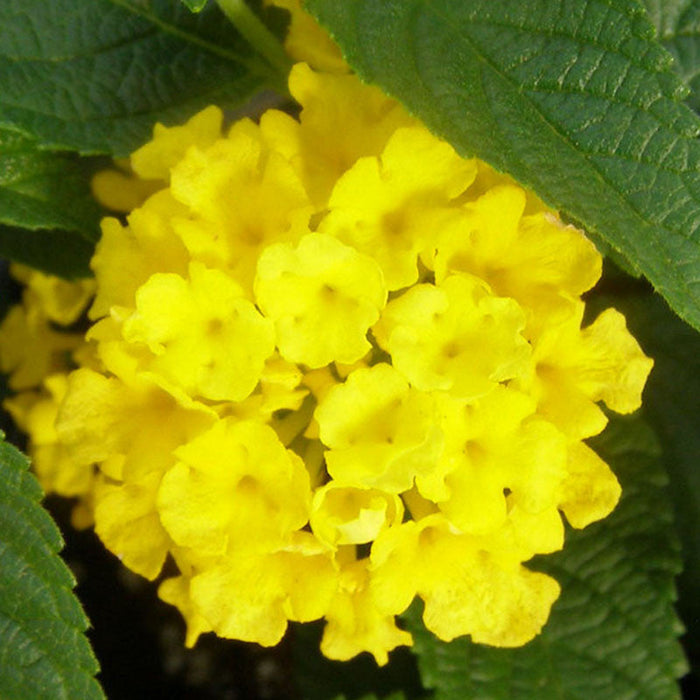 Lantana Yellow - Flowering Shrubs