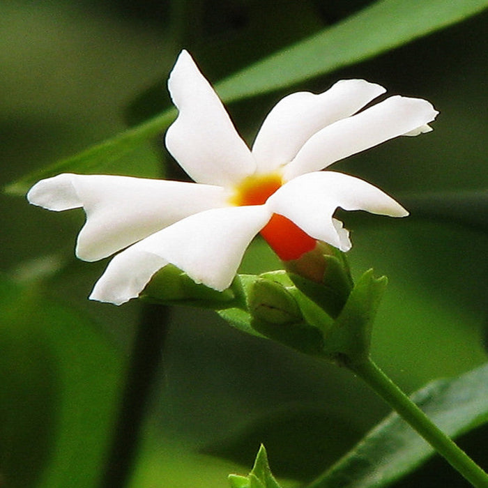 Coral Jasmine / Parijatham - Top Perfuming Plants