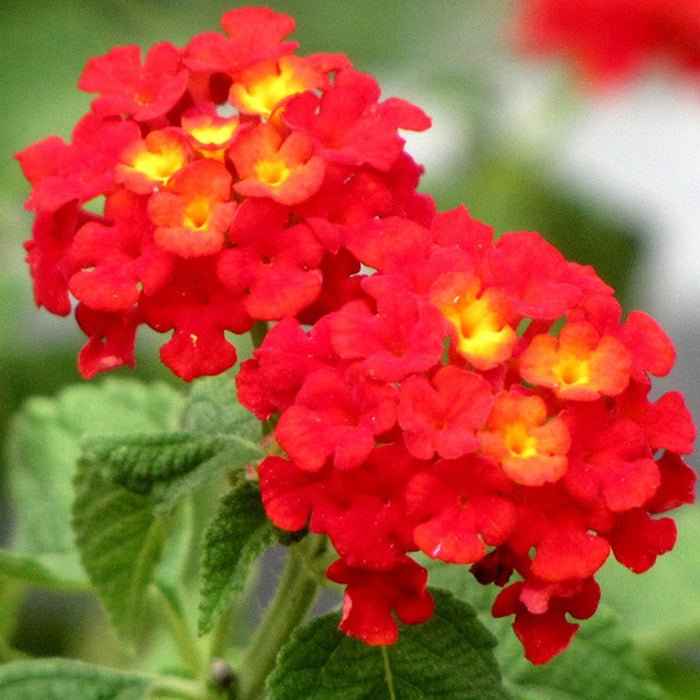 Lantana Red- Flowering Shrubs