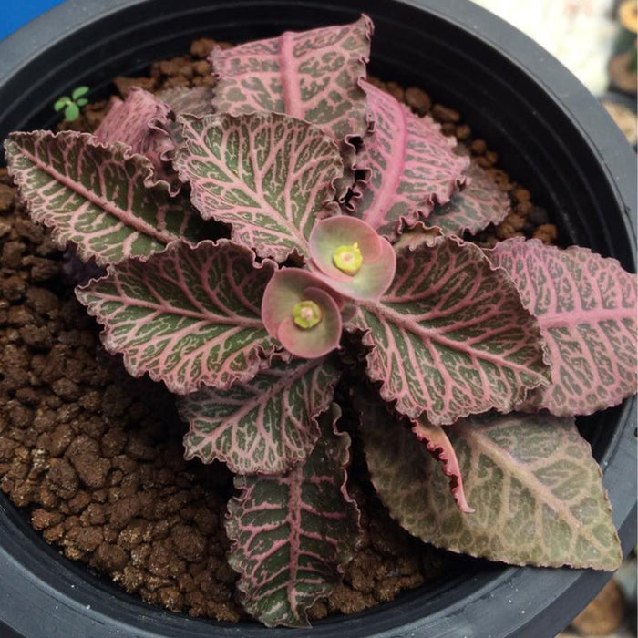 Euphorbia Francoisii Dark Red -Gift Plants