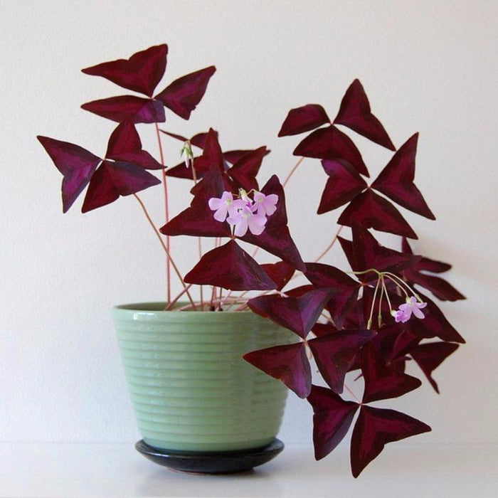 Oxalis Butterfly - Indoor Plants