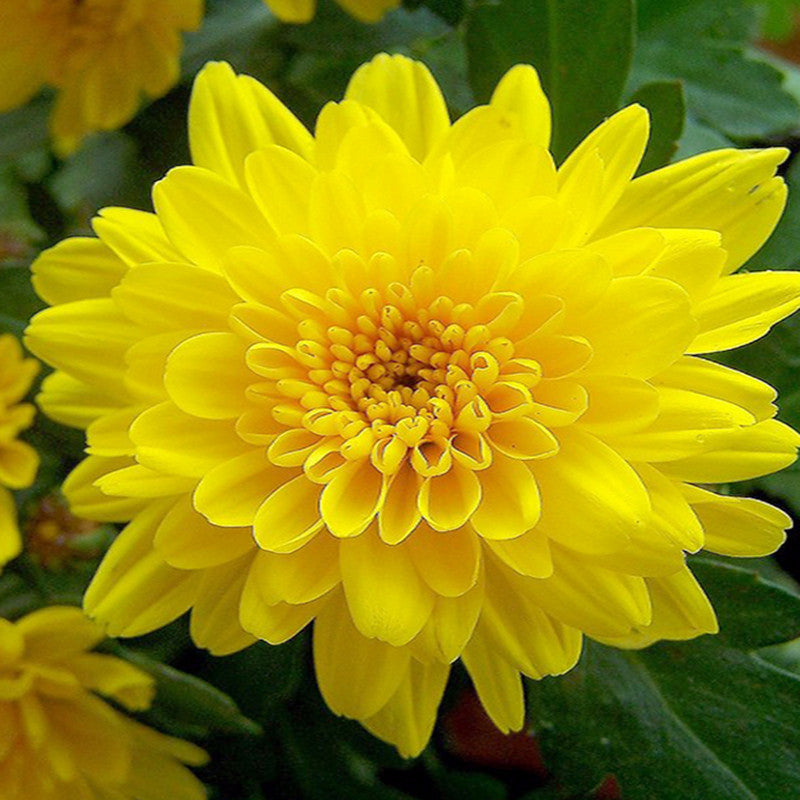 Chrysanthemum Yellow - Seasonal Plants — PlantsMarket