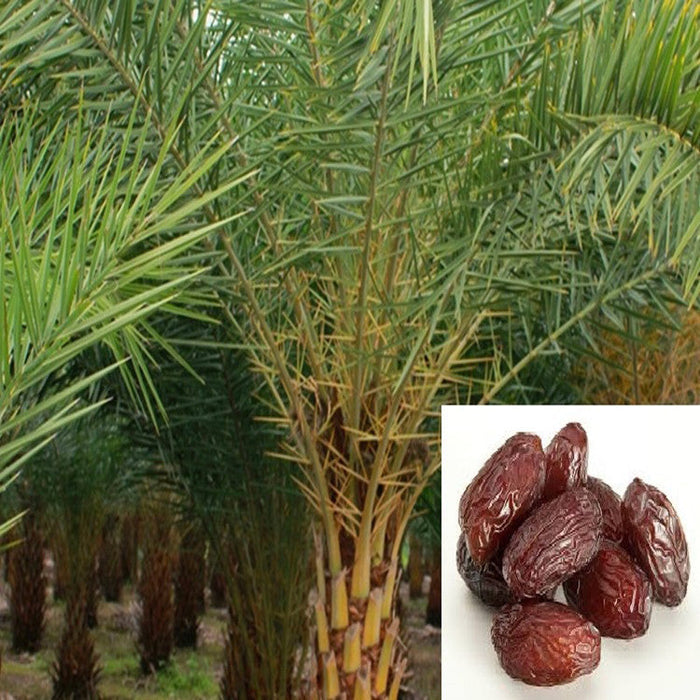Date palm- Fruit Plants & Tree